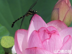 �R����w�̑��n�X