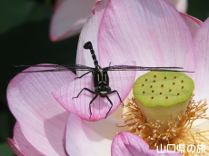 �R����w�̑��n�X