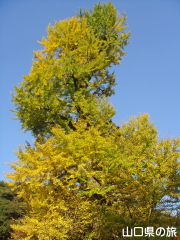 �������̑�C�`���E