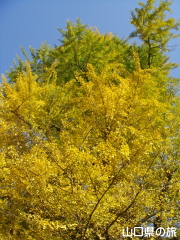 �������̑�C�`���E