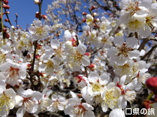 �������̔~