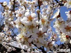 �������̔~