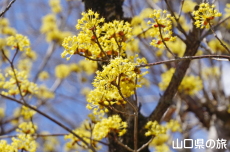 �������̔~