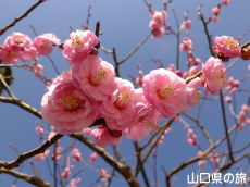 �������̔~