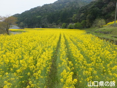 �{��̍؂̉Ԕ�