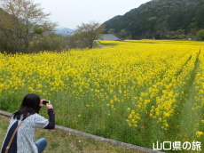 �{��̍؂̉ԁ@�B�e���闷���_