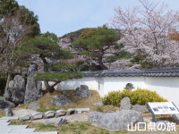 維新百年記念公園の桜