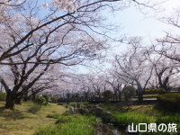 維新百年記念公園の桜
