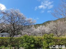 �������̔~