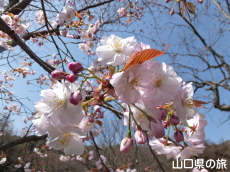 オゴオリザクラ