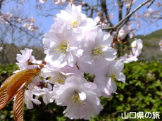 オゴオリザクラ