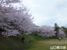 其中庵のソメイヨシノ