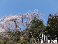 木戸公園の桜