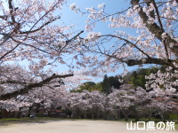 木戸公園の桜
