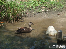 �����炬��ݐ��H�̃J��