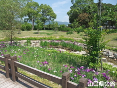 �ېV�S�N�L�O�����̉ԏҊ�