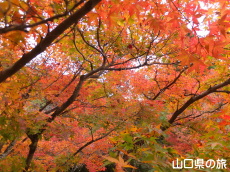 �،ˌ����̍g�t