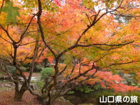 木戸神社の紅葉