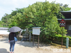 ボダイジュ(菩提樹)