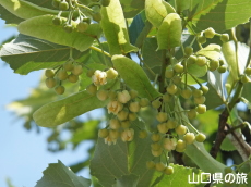 �{�_�C�W��(����)