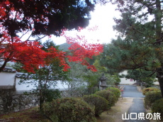 洞春寺の紅葉