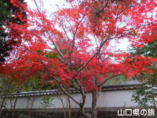 洞春寺の紅葉