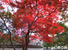 ���t���̍g�t