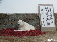 もみぢ布団とマル住職