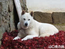警戒するマル住職