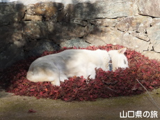爆睡のマル住職
