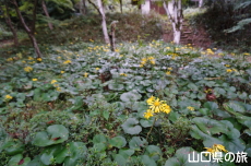 �������̃c���u�L