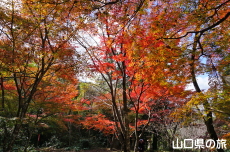 �������̍g�t