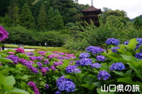 香山公園の紫陽花