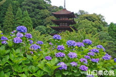 ���R�����̎��z��