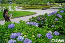 香山公園の紫陽花