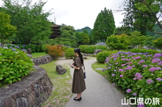香山公園の紫陽花
