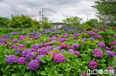 ���R�����̎��z��