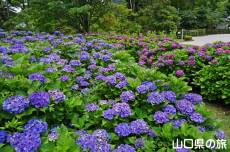 ���R�����̎��z��