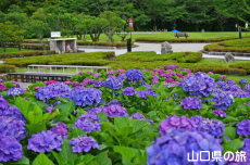 香山公園の紫陽花