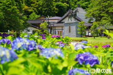 大内弘世像と紫陽花