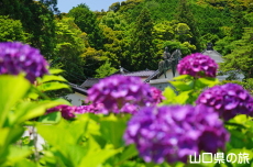 大内弘世像と紫陽花