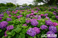 香山公園の紫陽花