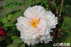 �������̉��O��