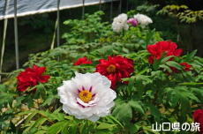 �������̉��O��