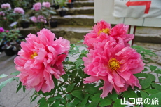 �������̉��O��