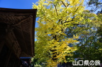 赤田神社のイチョウ