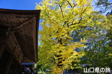 赤田神社のイチョウ