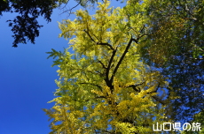 赤田神社のイチョウ