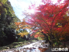 赤田神社の紅葉