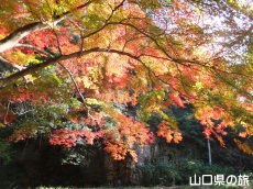 赤田神社の紅葉